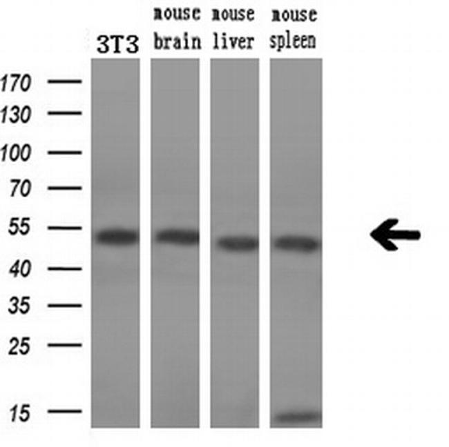 SSB Antibody in Western Blot (WB)