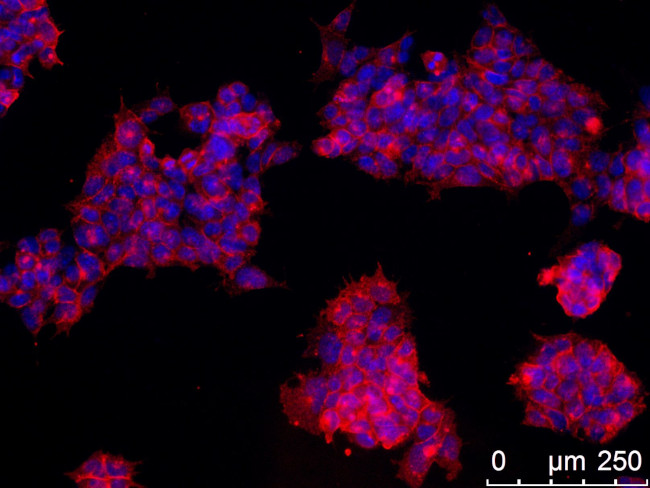 SSEA1 Antibody in Immunocytochemistry (ICC/IF)