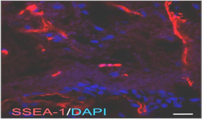 SSEA1 Antibody in Immunohistochemistry (Frozen) (IHC (F))