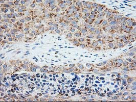 SSR1 Antibody in Immunohistochemistry (Paraffin) (IHC (P))