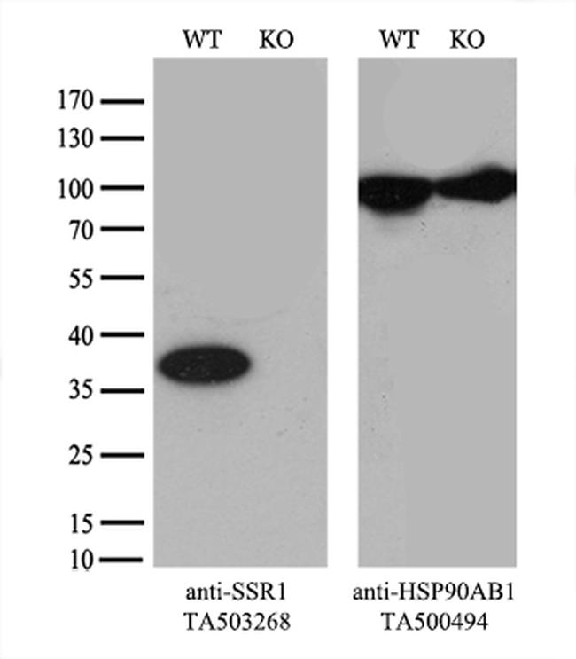 SSR1 Antibody in Western Blot (WB)