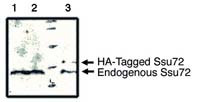 SSU72 Antibody in Western Blot (WB)