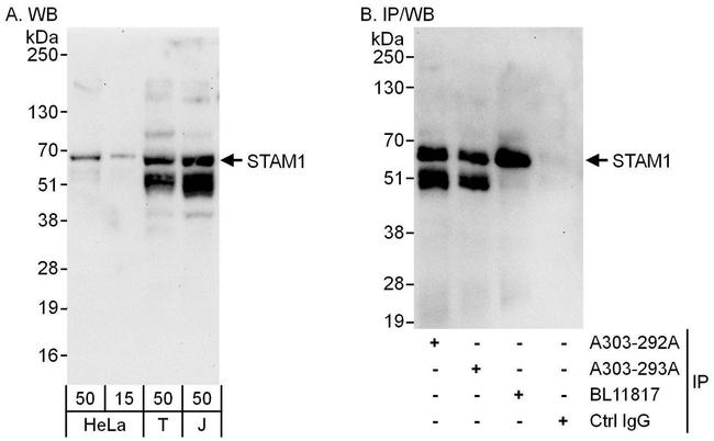 STAM1 Antibody in Western Blot (WB)
