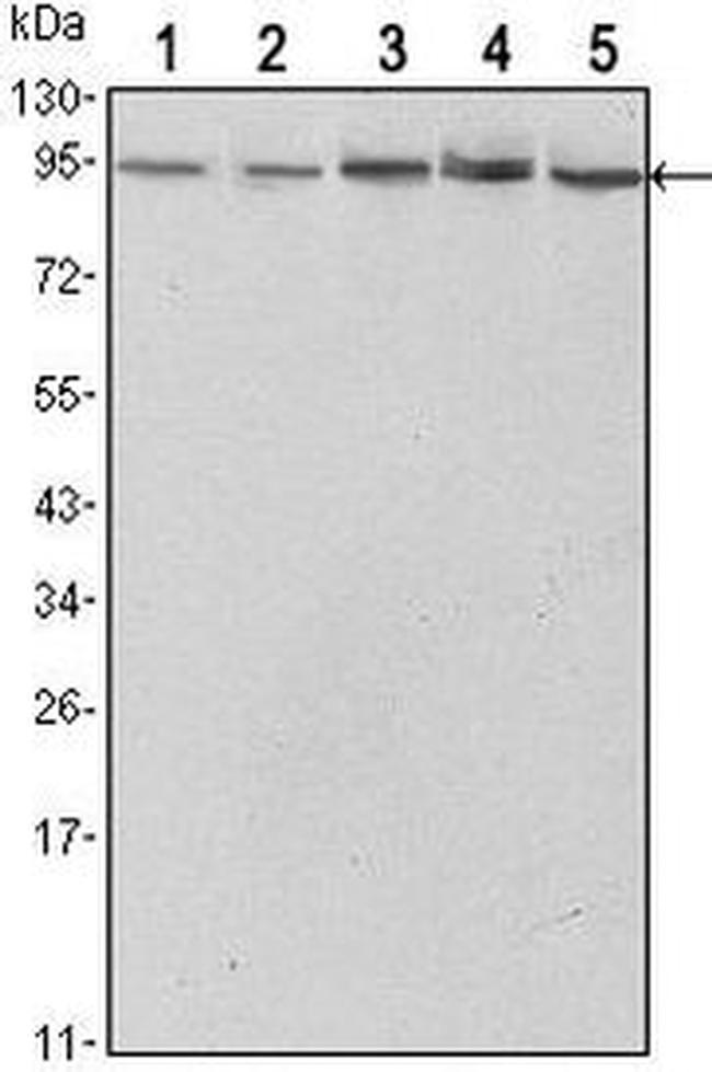 STAT3 Antibody in Western Blot (WB)