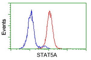 STAT5A Antibody in Flow Cytometry (Flow)