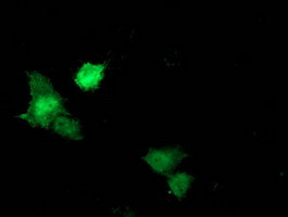 STAT5A Antibody in Immunocytochemistry (ICC/IF)