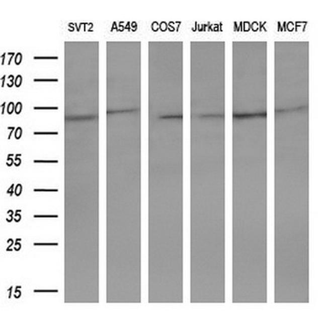 STAT5A Antibody in Western Blot (WB)