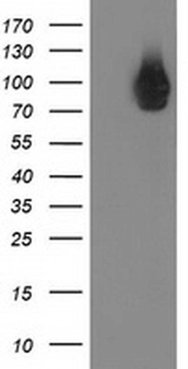 STAT5A Antibody in Western Blot (WB)