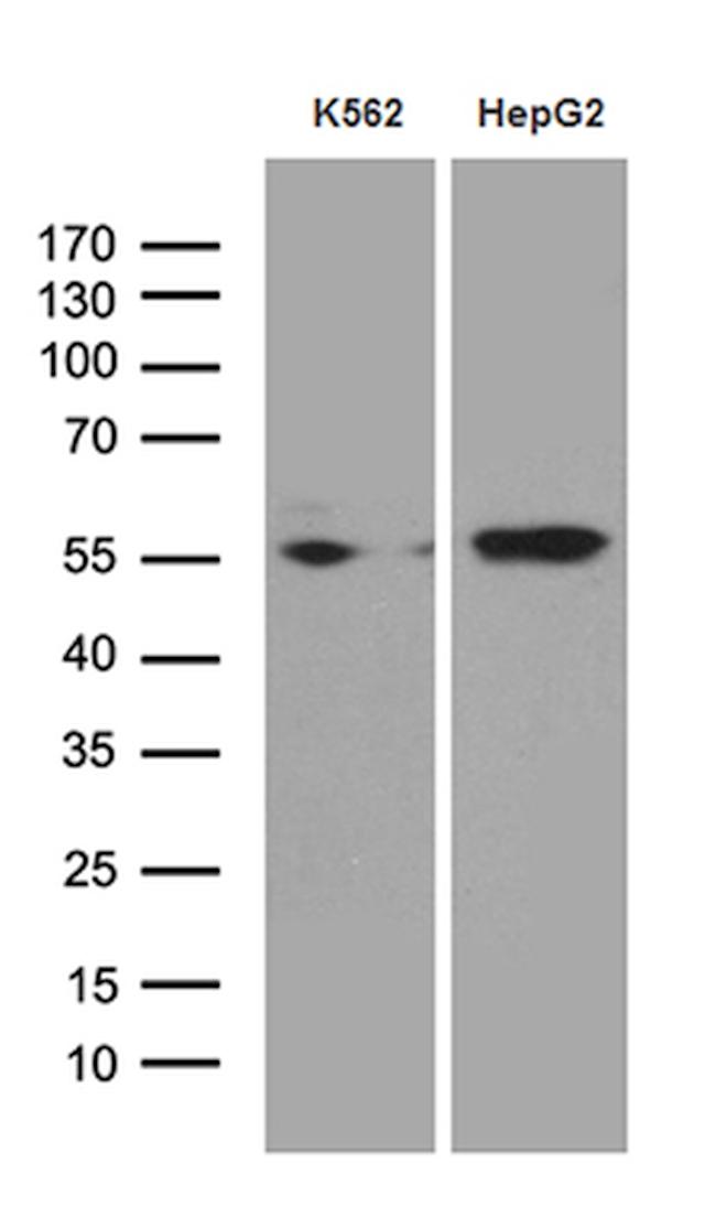 STAU1 Antibody in Western Blot (WB)