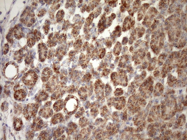 STOML2 Antibody in Immunohistochemistry (Paraffin) (IHC (P))