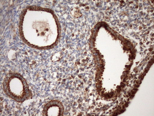 STOML2 Antibody in Immunohistochemistry (Paraffin) (IHC (P))