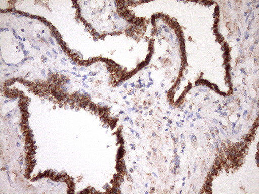 STOML2 Antibody in Immunohistochemistry (Paraffin) (IHC (P))