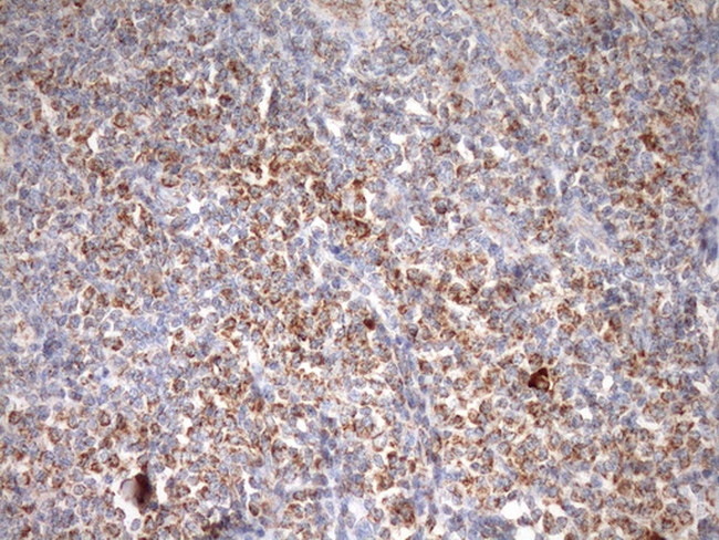 STOML2 Antibody in Immunohistochemistry (Paraffin) (IHC (P))