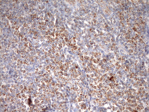 STOML2 Antibody in Immunohistochemistry (Paraffin) (IHC (P))