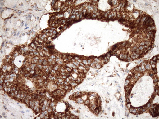 STOML2 Antibody in Immunohistochemistry (Paraffin) (IHC (P))