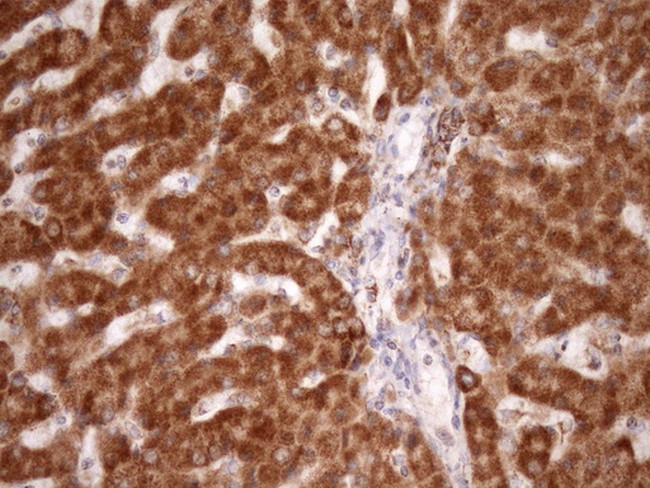 STOML2 Antibody in Immunohistochemistry (Paraffin) (IHC (P))