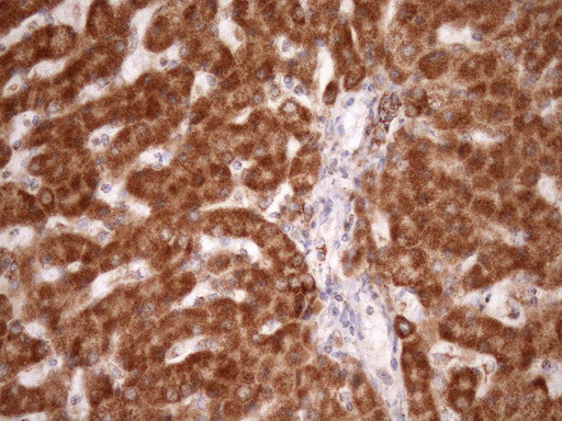 STOML2 Antibody in Immunohistochemistry (Paraffin) (IHC (P))