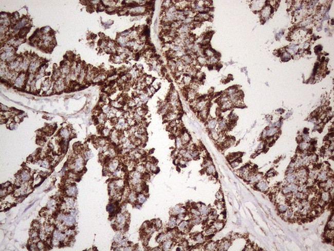 STOML2 Antibody in Immunohistochemistry (Paraffin) (IHC (P))