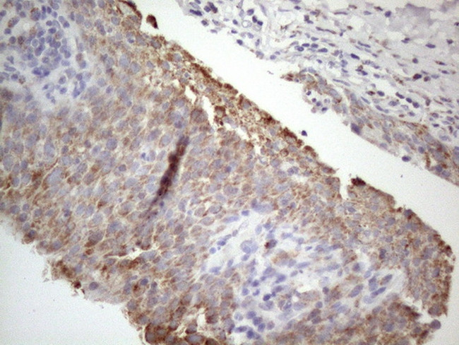 STOML2 Antibody in Immunohistochemistry (Paraffin) (IHC (P))