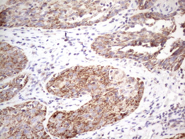 STOML2 Antibody in Immunohistochemistry (Paraffin) (IHC (P))