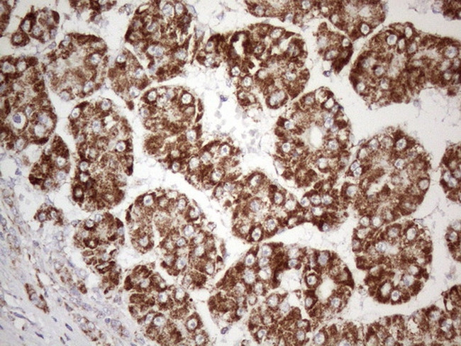 STOML2 Antibody in Immunohistochemistry (Paraffin) (IHC (P))