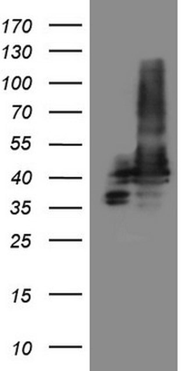 STOML2 Antibody in Western Blot (WB)