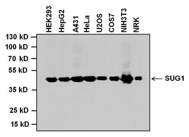 PSMC5 Antibody in Western Blot (WB)