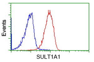 SULT1A1 Antibody in Flow Cytometry (Flow)