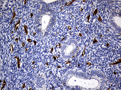 SULT1A3 Antibody in Immunohistochemistry (Paraffin) (IHC (P))