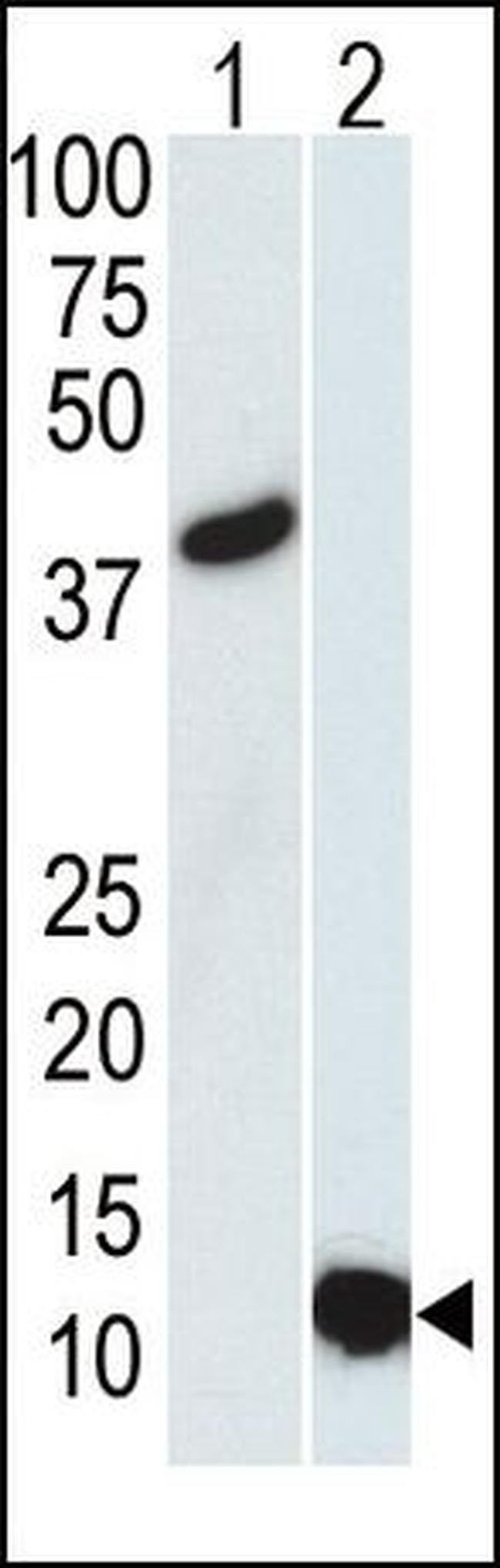 SUMO-3 Antibody in Western Blot (WB)