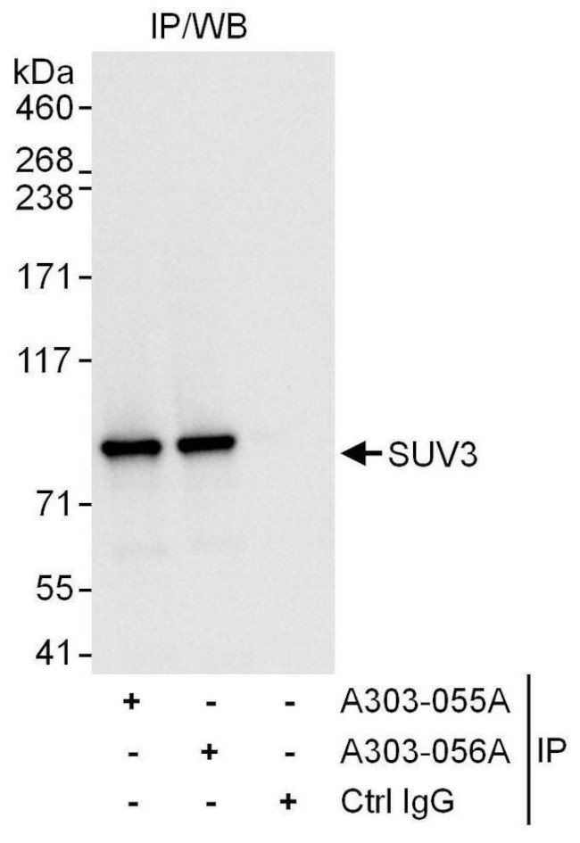 SUV3 Antibody in Immunoprecipitation (IP)