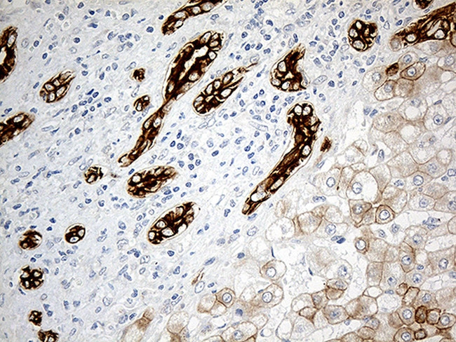 SYNE1 Antibody in Immunohistochemistry (Paraffin) (IHC (P))