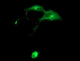 SYP Antibody in Immunocytochemistry (ICC/IF)