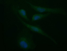 SYP Antibody in Immunocytochemistry (ICC/IF)