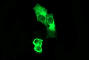 SYP Antibody in Immunocytochemistry (ICC/IF)