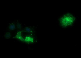 SYP Antibody in Immunocytochemistry (ICC/IF)