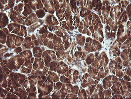 SYP Antibody in Immunohistochemistry (Paraffin) (IHC (P))