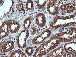 SYP Antibody in Immunohistochemistry (Paraffin) (IHC (P))