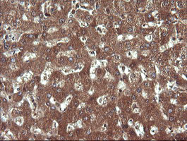 SYP Antibody in Immunohistochemistry (Paraffin) (IHC (P))