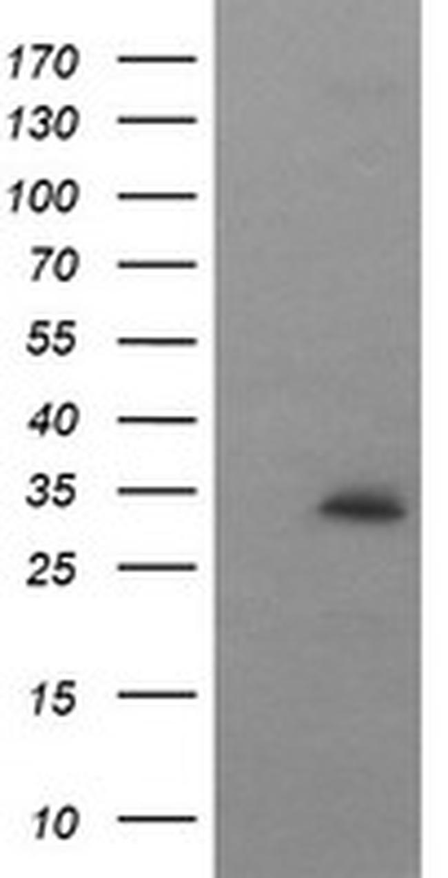 SYP Antibody in Western Blot (WB)