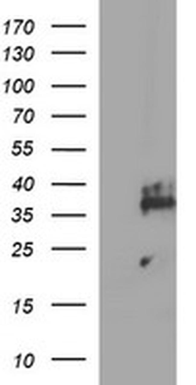 SYP Antibody in Western Blot (WB)