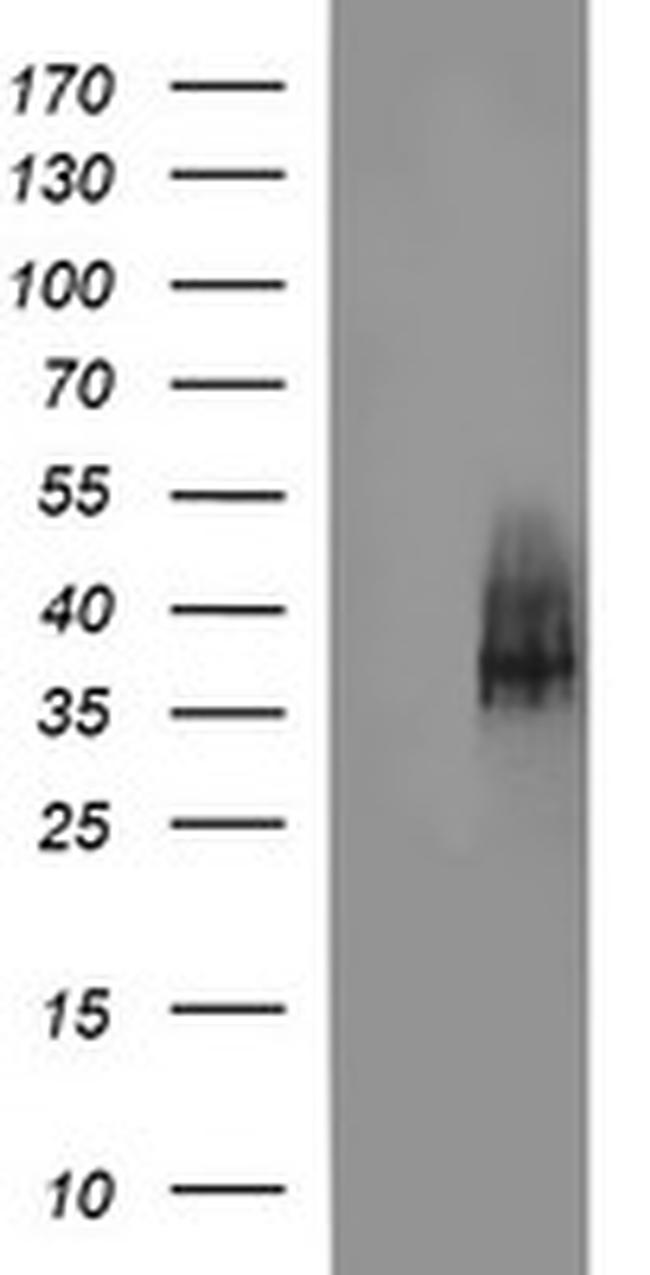 SYP Antibody in Western Blot (WB)