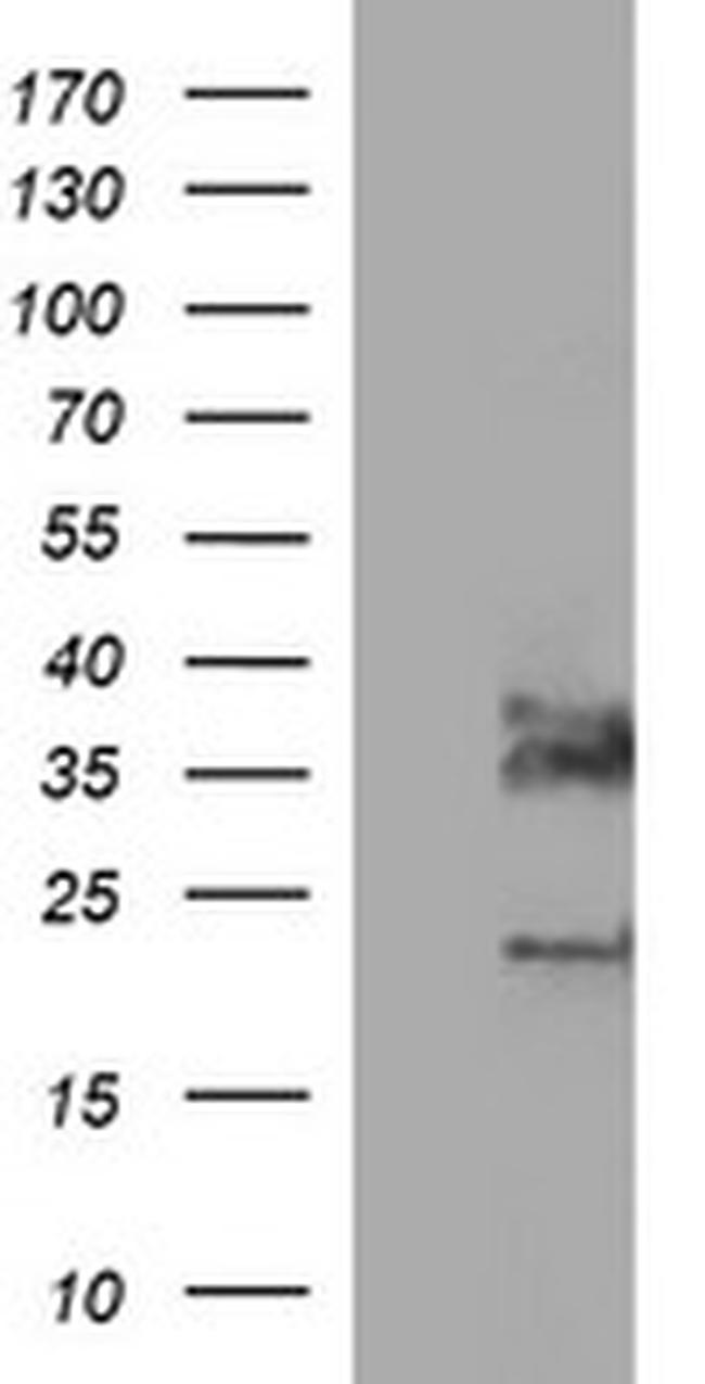 SYP Antibody in Western Blot (WB)