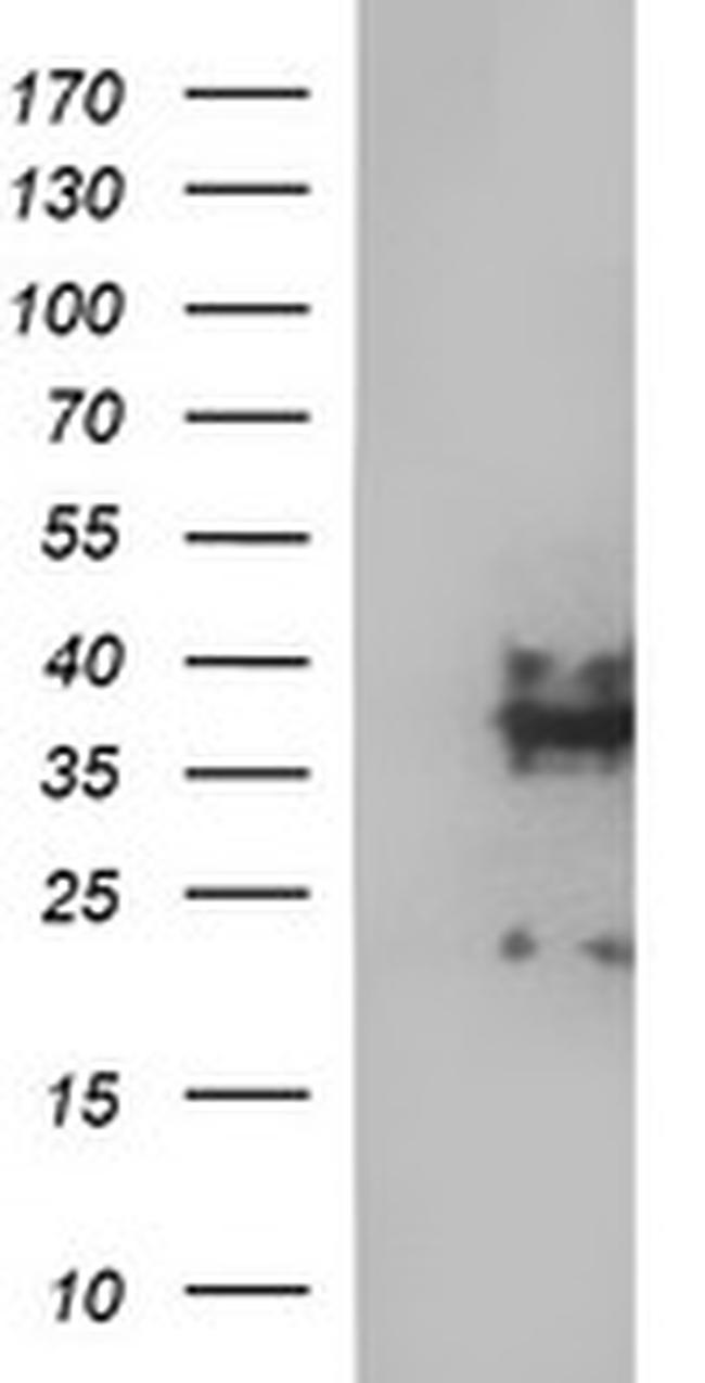 SYP Antibody in Western Blot (WB)