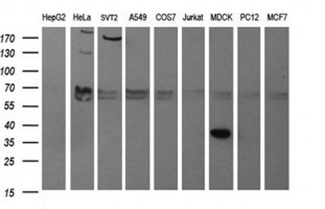 SYP Antibody in Western Blot (WB)