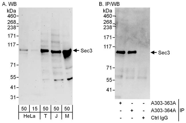 Sec3 Antibody in Western Blot (WB)