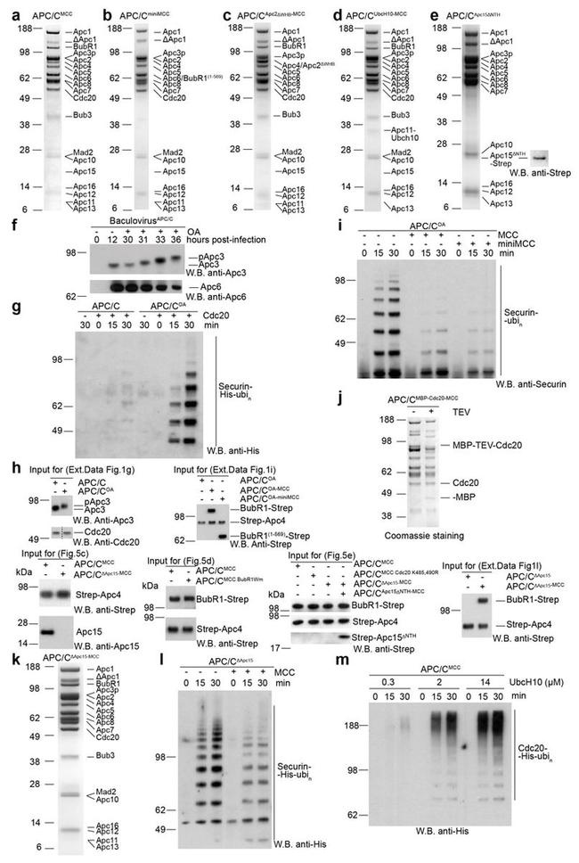 Securin Antibody in Western Blot (WB)