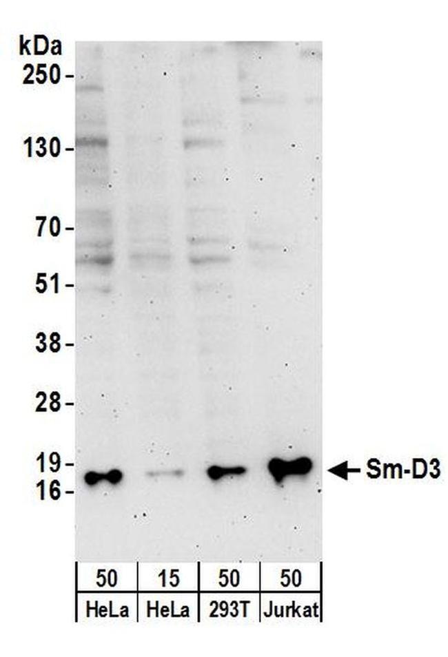 Sm-D3 Antibody in Western Blot (WB)