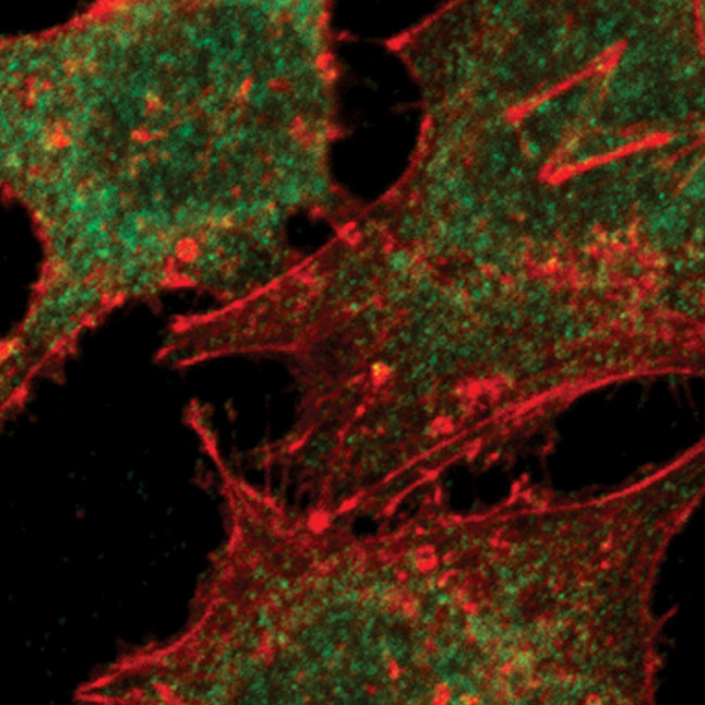 SMAD2 Antibody in Immunocytochemistry (ICC/IF)