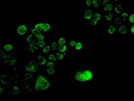 Sox17 Antibody in Immunocytochemistry (ICC/IF)